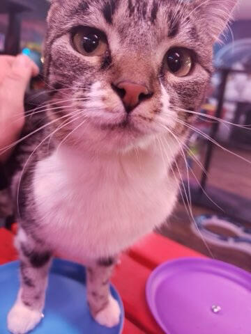 Interacting with our feline friends at the PurrGround Cat Rescue